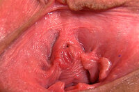 Discount Trial Gape My Pussy s2